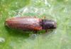 Athous vittatus